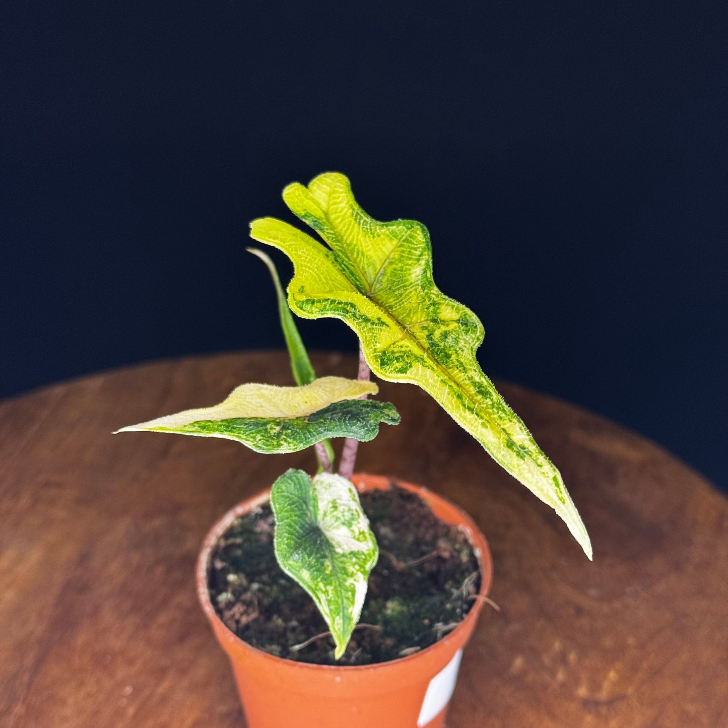 Alocasia Tandurusa (Jacklyn) Variegata