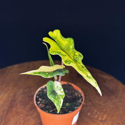 Alocasia Tandurusa (Jacklyn) Variegata