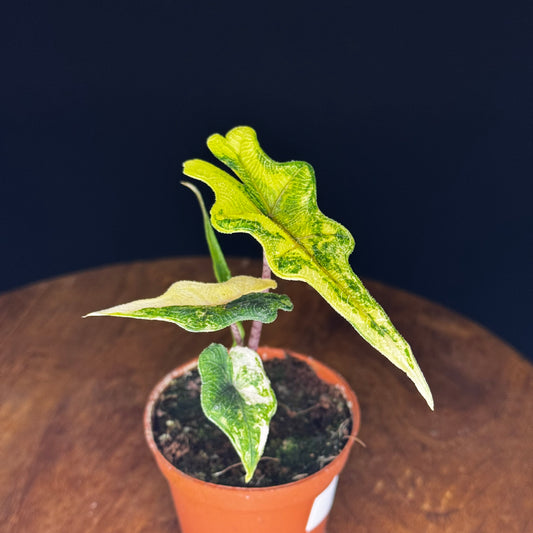 Alocasia Tandurusa (Jacklyn) Variegata