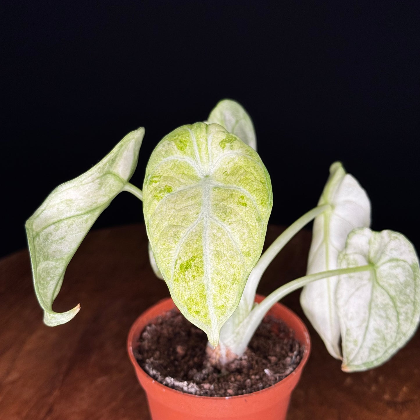 Alocasia Ninja Tricolor (Splash)