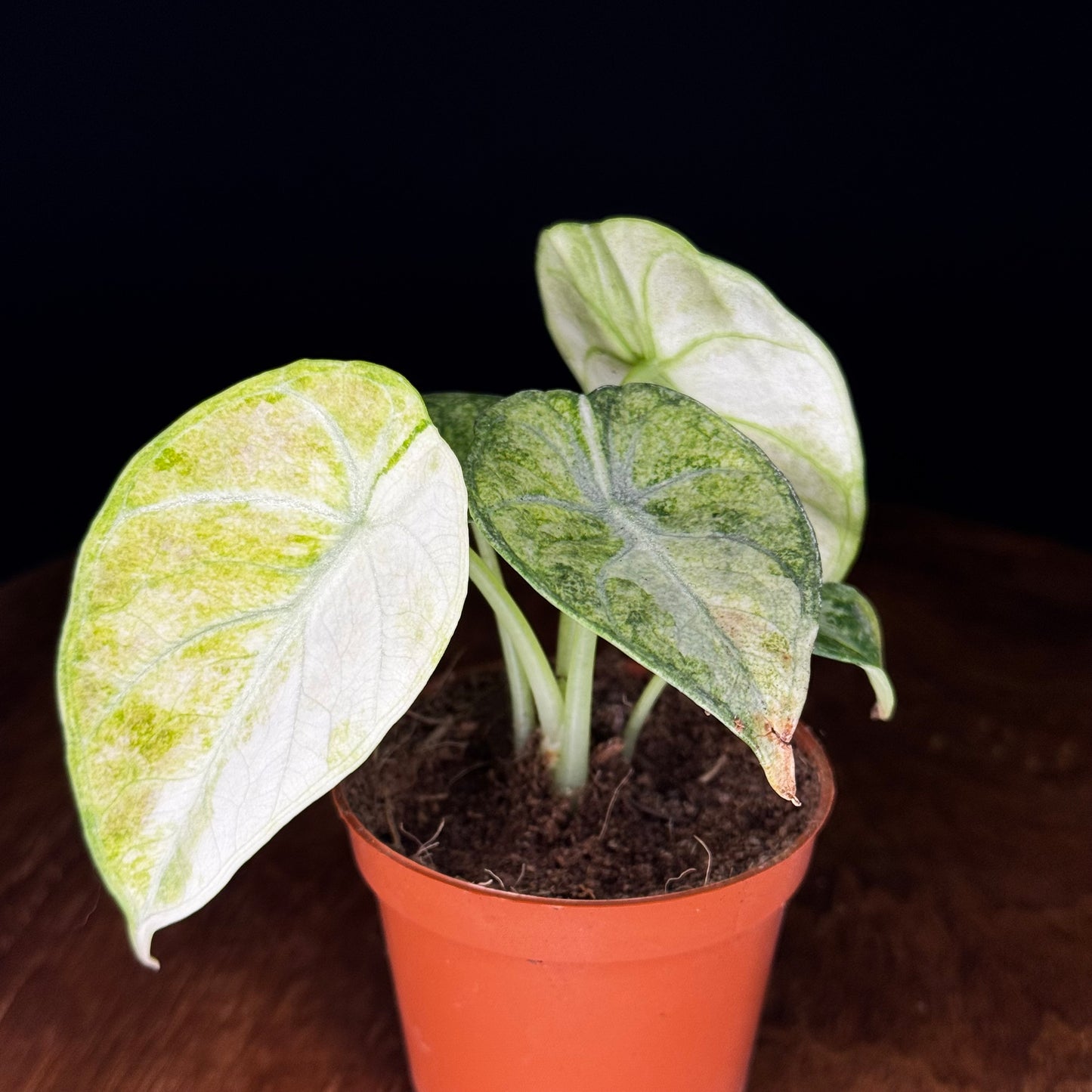 Alocasia Ninja Tricolor (Splash)