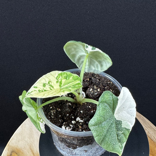 Alocasia Melo Albo