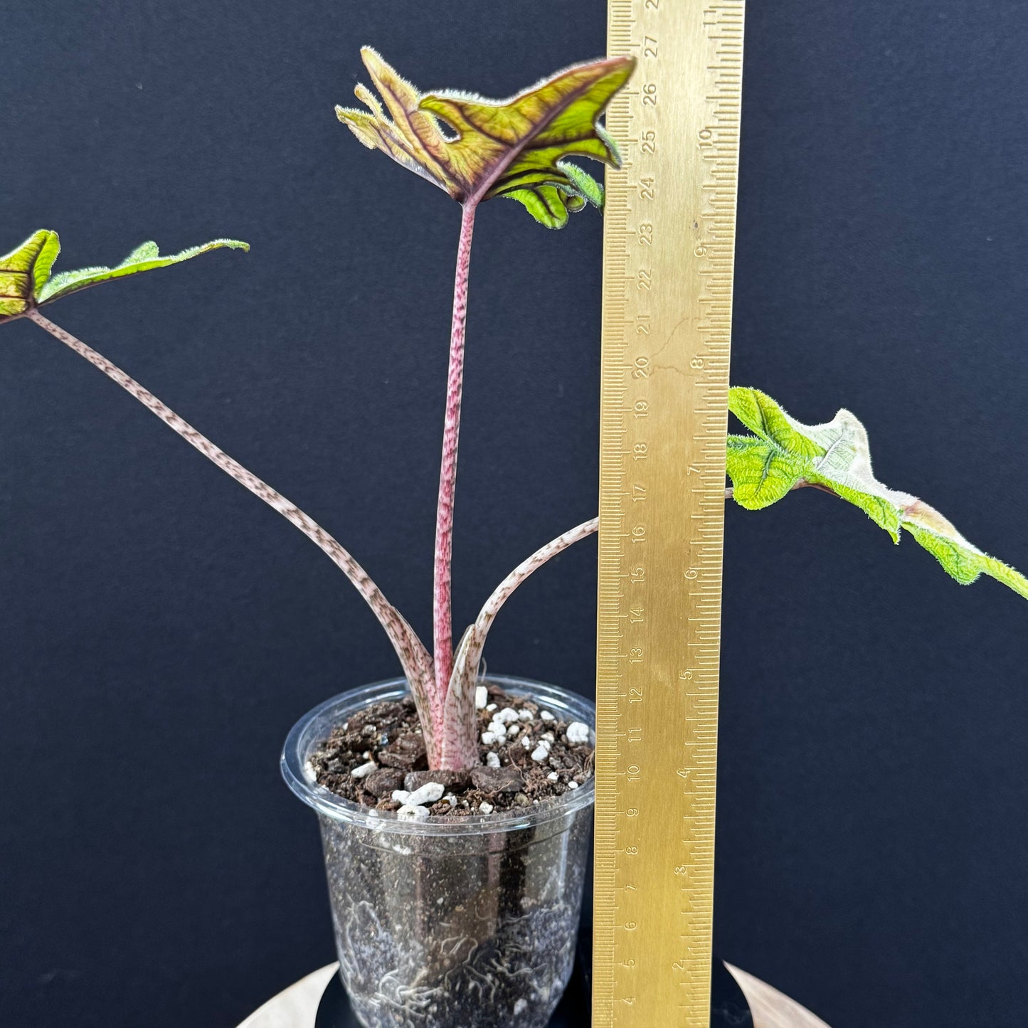 Alocasia Tandurusa (Jacklyn) Variegata