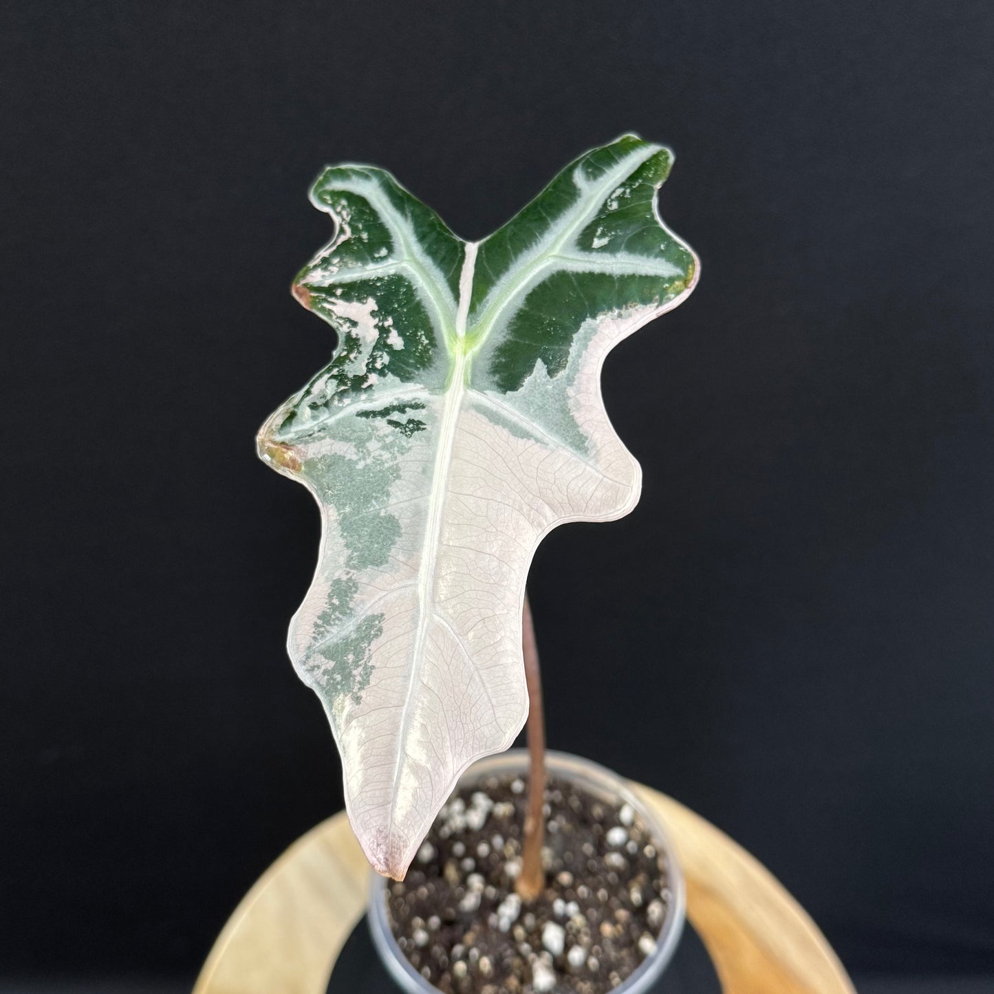 Alocasia Sanderiana ''Nobilis'' Pink