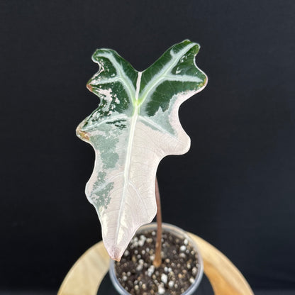 Alocasia Sanderiana ''Nobilis'' Pink