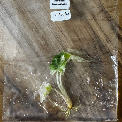 Alocasia Brancifolia - Tissue Culture (TC)