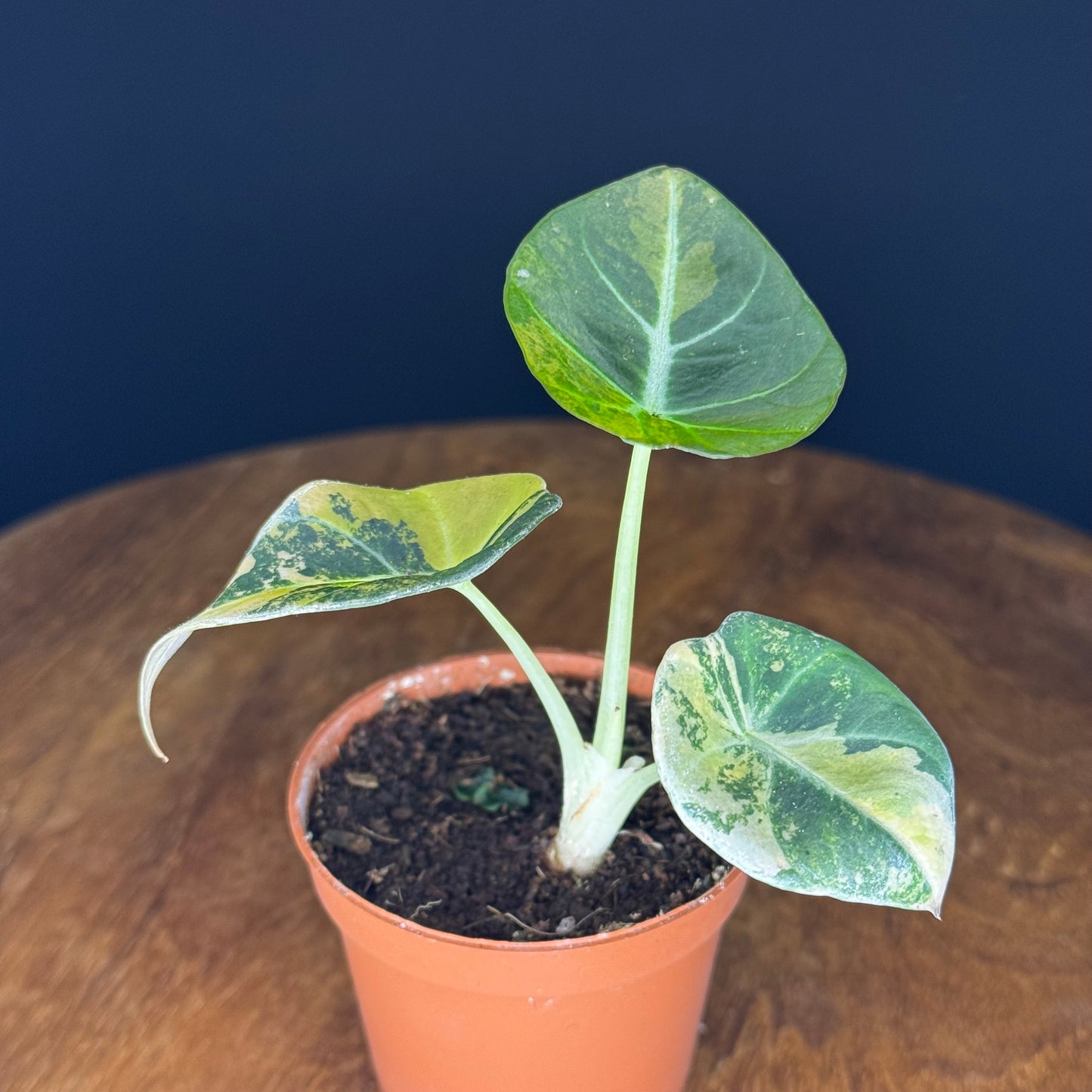 Alocasia Black Velvet Gold