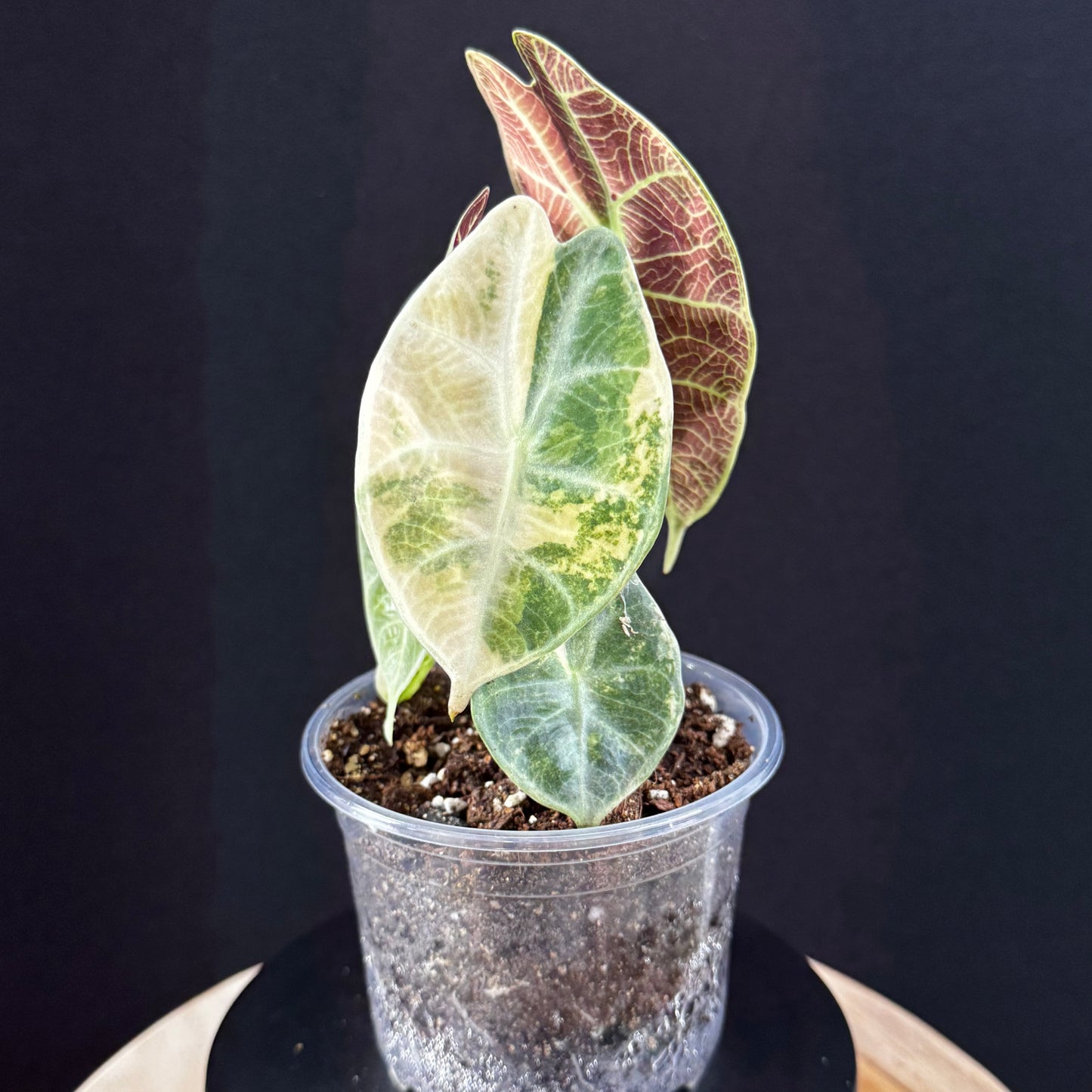 Alocasia Watsoniana Lightning Aurea