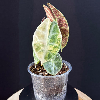 Alocasia Watsoniana Lightning Aurea