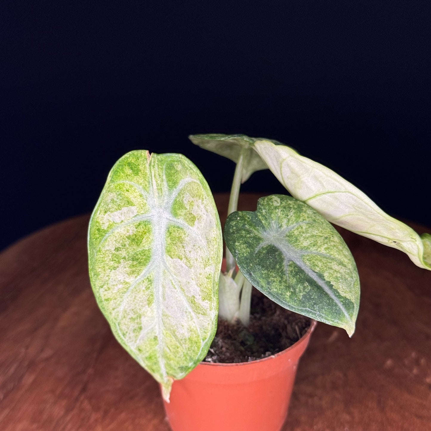 Alocasia Ninja Tricolor (Splash)