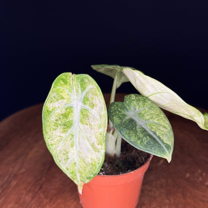 Alocasia Ninja Tricolor (Splash)