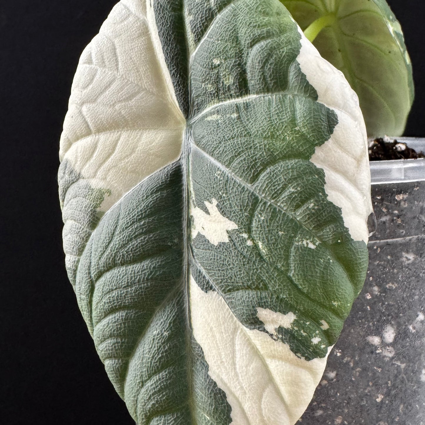Alocasia Maharani Albo