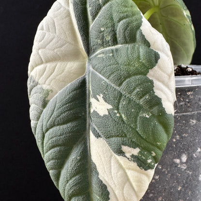 Alocasia Maharani Albo