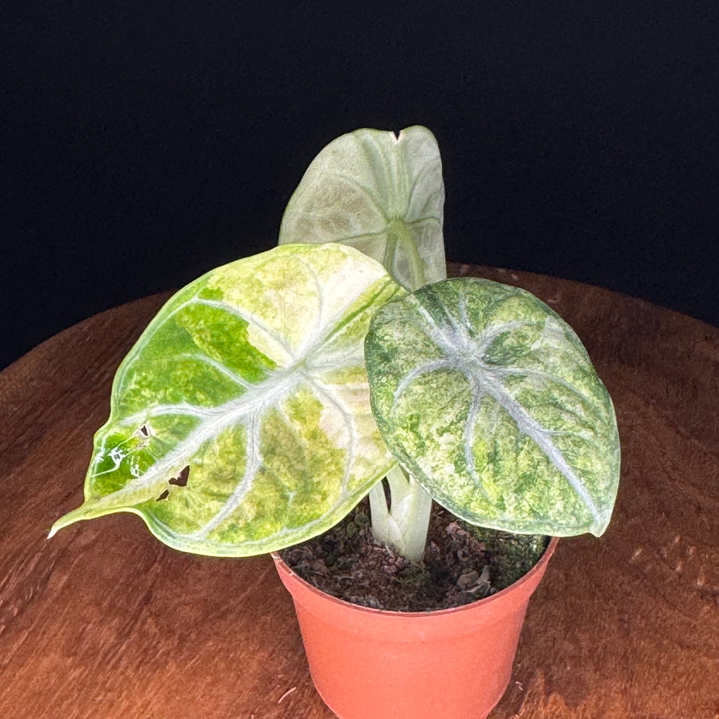 Alocasia Ninja Tricolor (Splash)