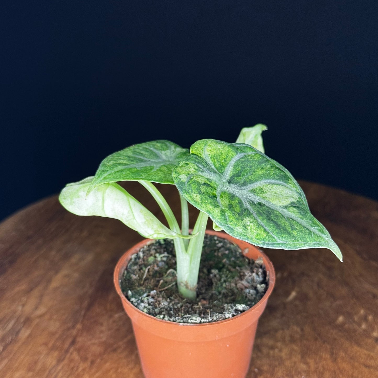 Alocasia Ninja Tricolor (Splash)