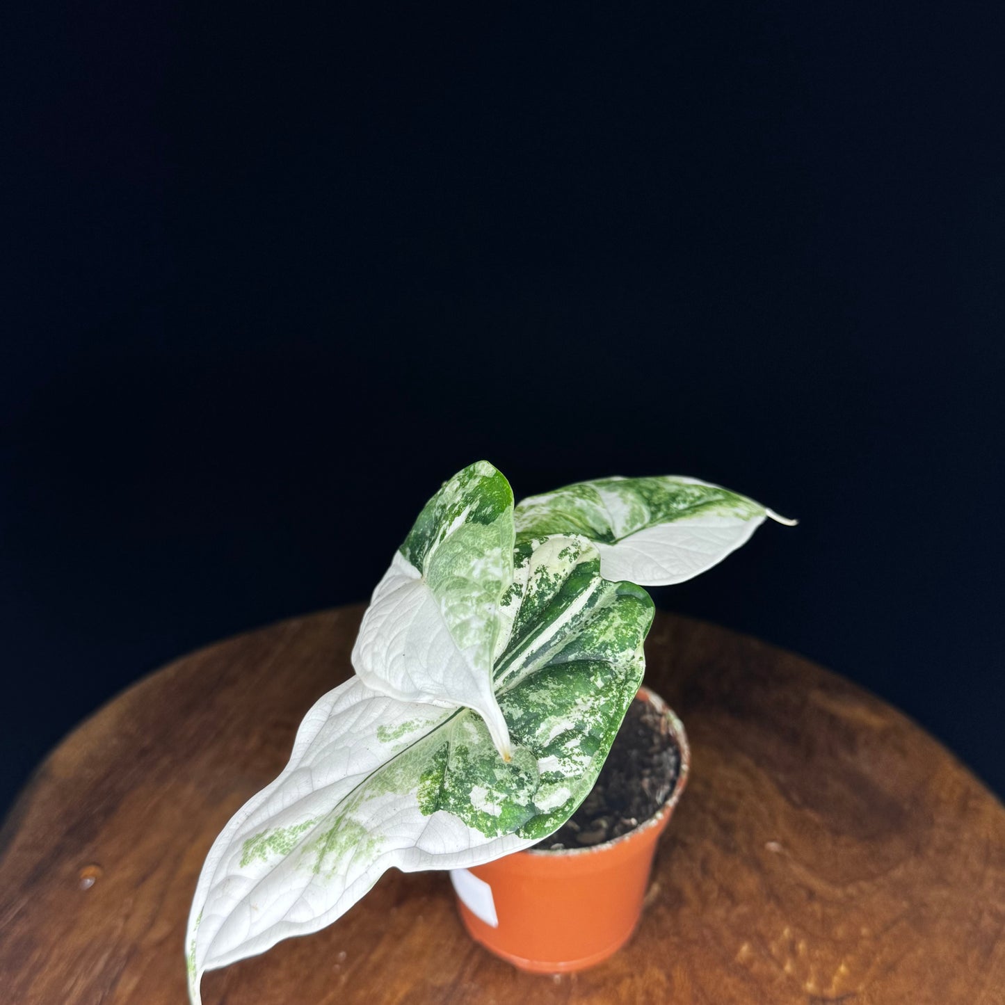 Alocasia Dragon Scale Albo