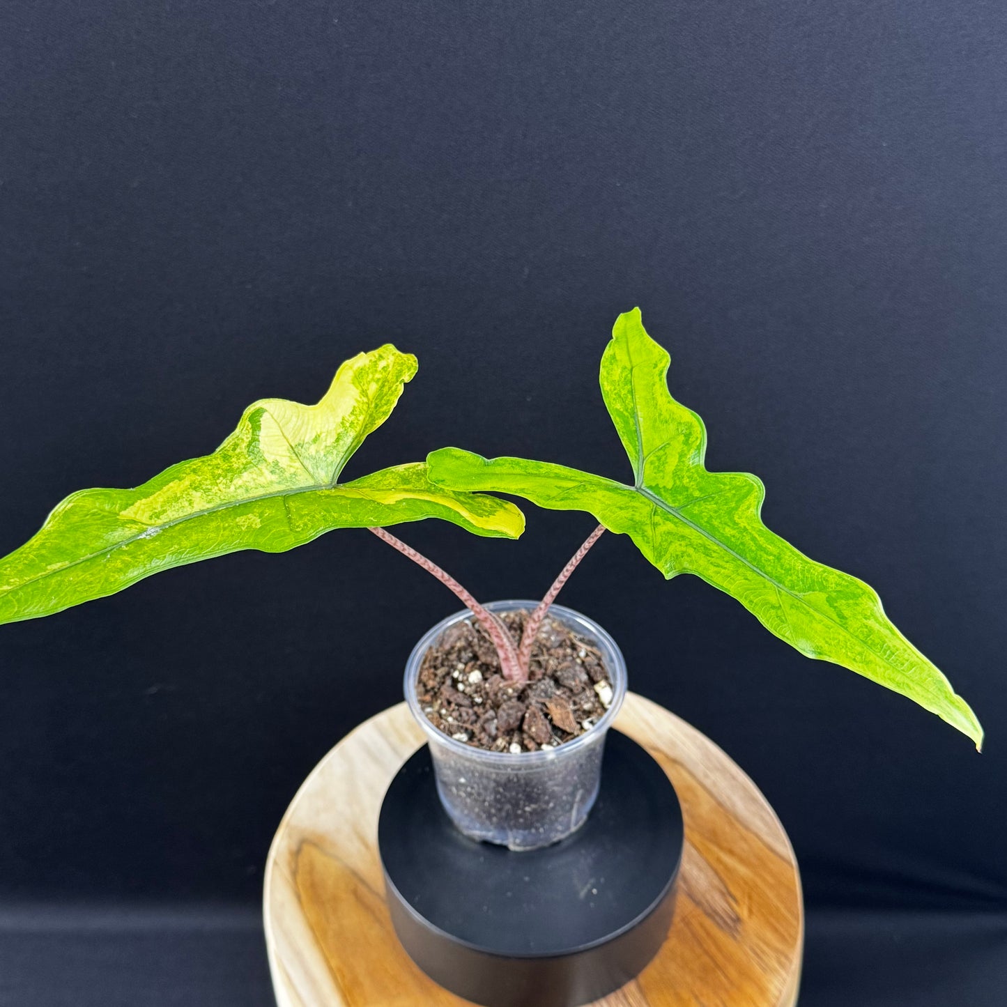 Alocasia Sabrina Aurea