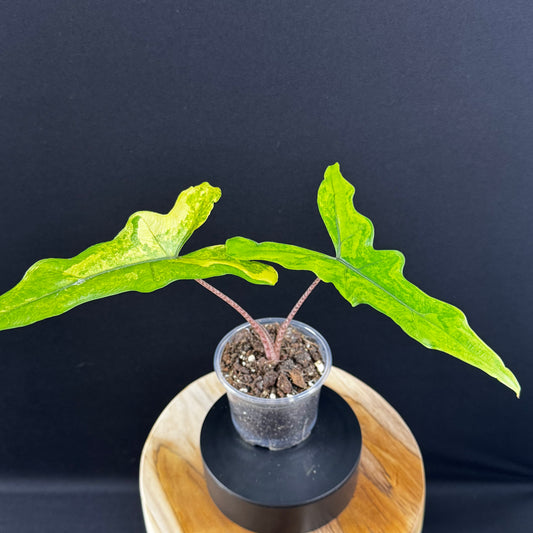 Alocasia Sabrina Aurea