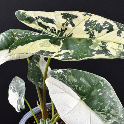 Alocasia Simpo Albo