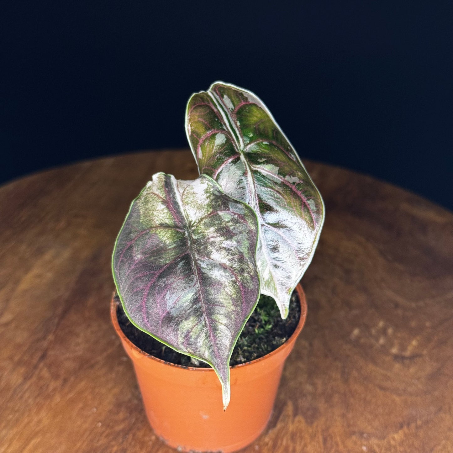 Alocasia Azlanii Albo/Pink