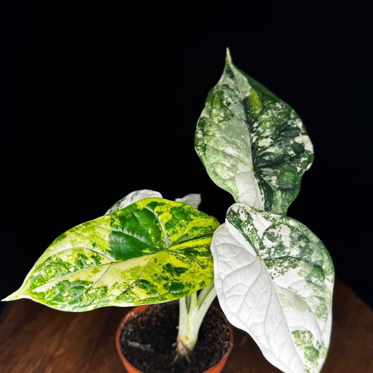 Alocasia Dragon Scale Albo