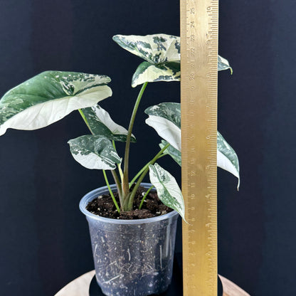 Alocasia Simpo Albo