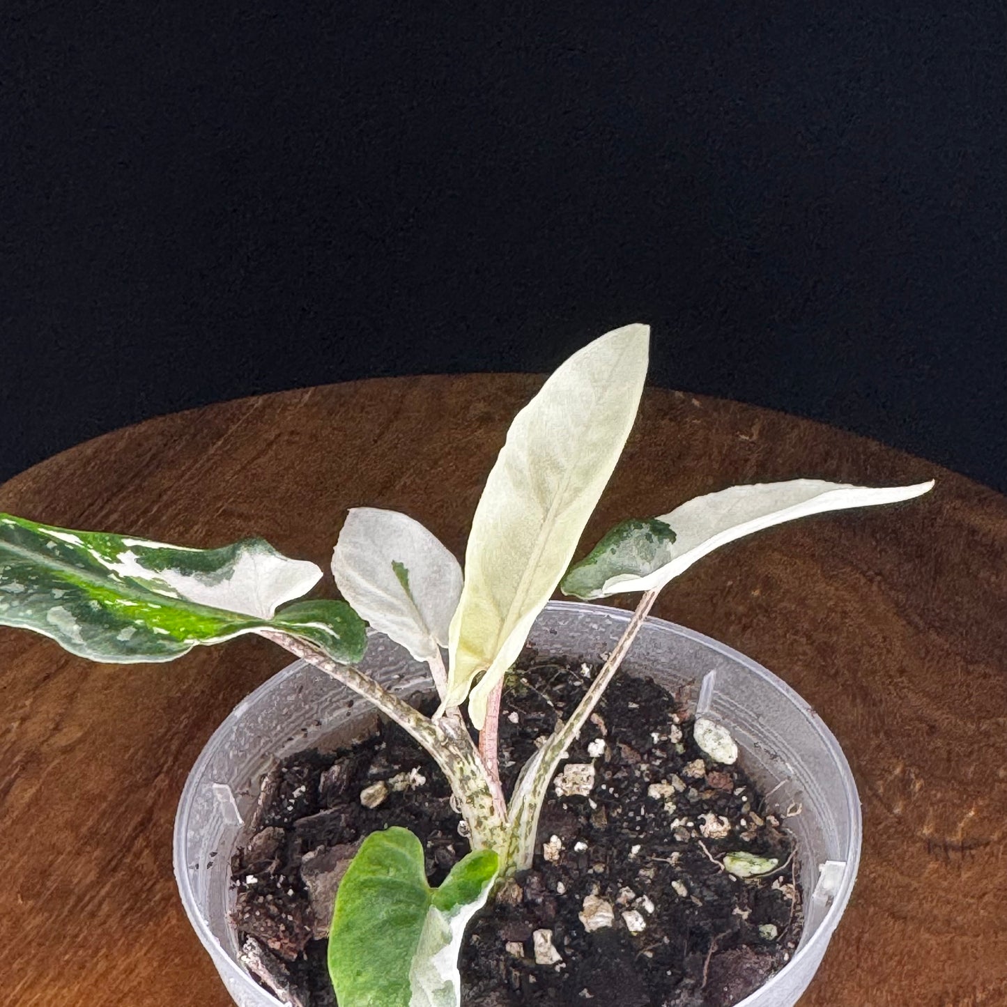 Alocasia Lauterbachiana Albo