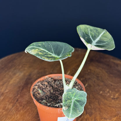 Alocasia Black Velvet Gold