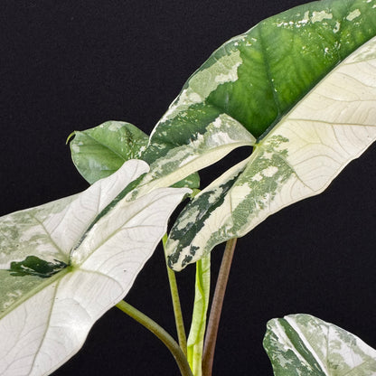 Alocasia Simpo Albo