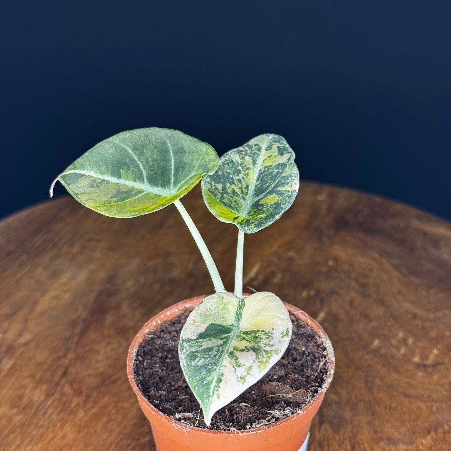 Alocasia Black Velvet Gold