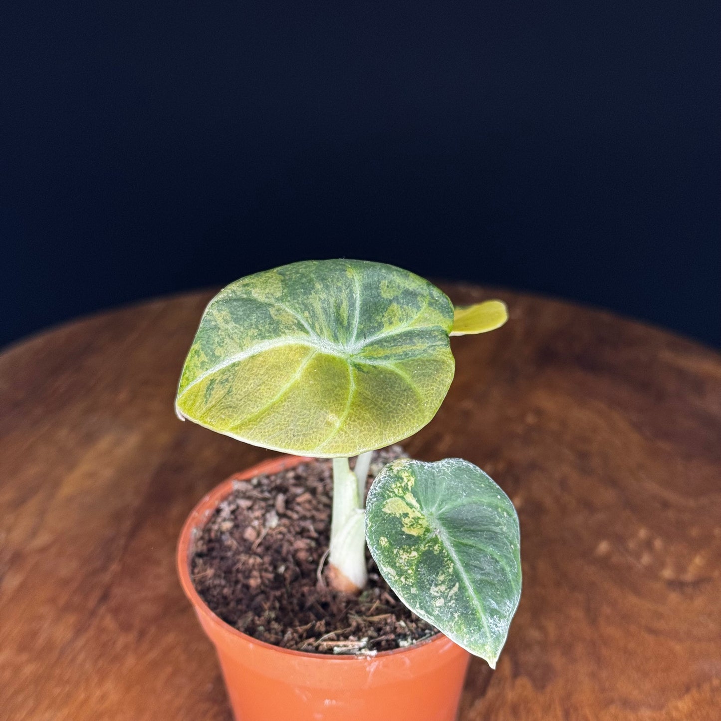 Alocasia Black Velvet Gold