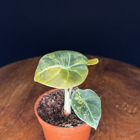 Alocasia Black Velvet Gold
