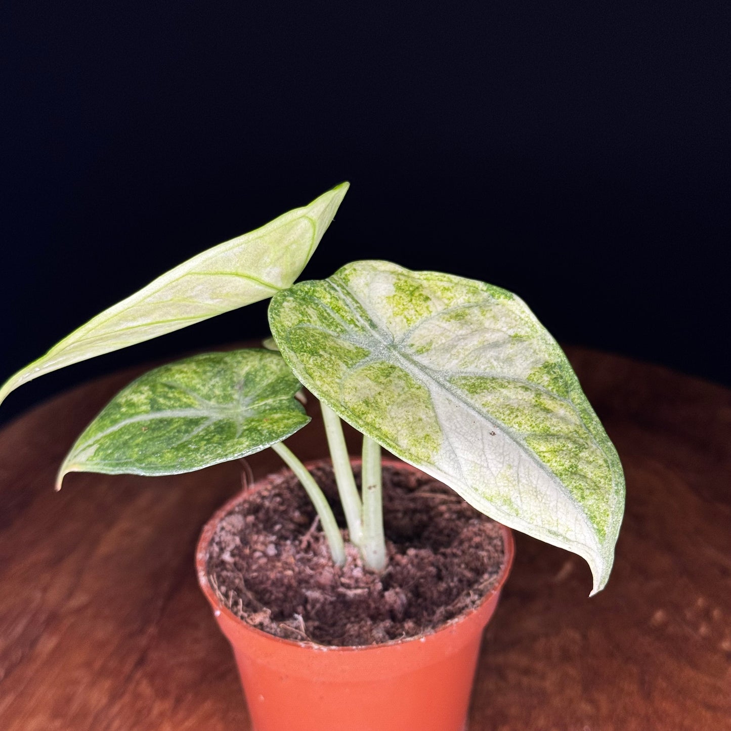 Alocasia Ninja Tricolor (Splash)