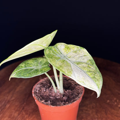 Alocasia Ninja Tricolor (Splash)