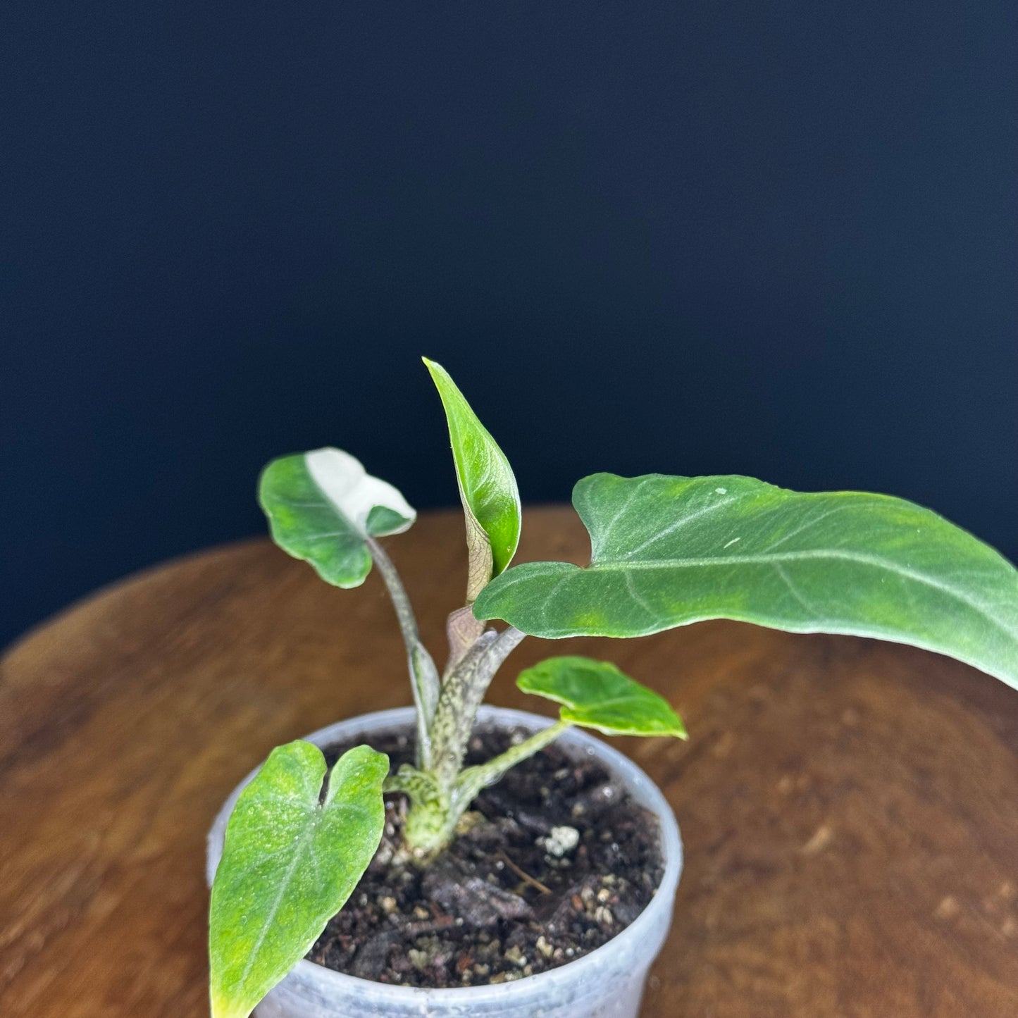 Alocasia Lauterbachiana Albo