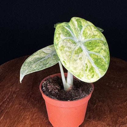Alocasia Ninja Tricolor (Splash)