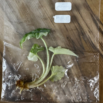 Alocasia Brancifolia - Tissue Culture (TC)