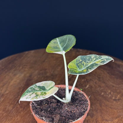Alocasia Black Velvet Gold
