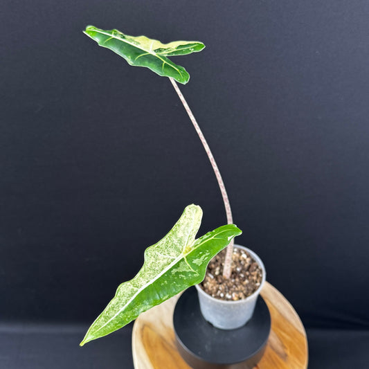 Alocasia Sarian Albo