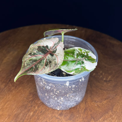 Alocasia Azlanii Albo/Pink