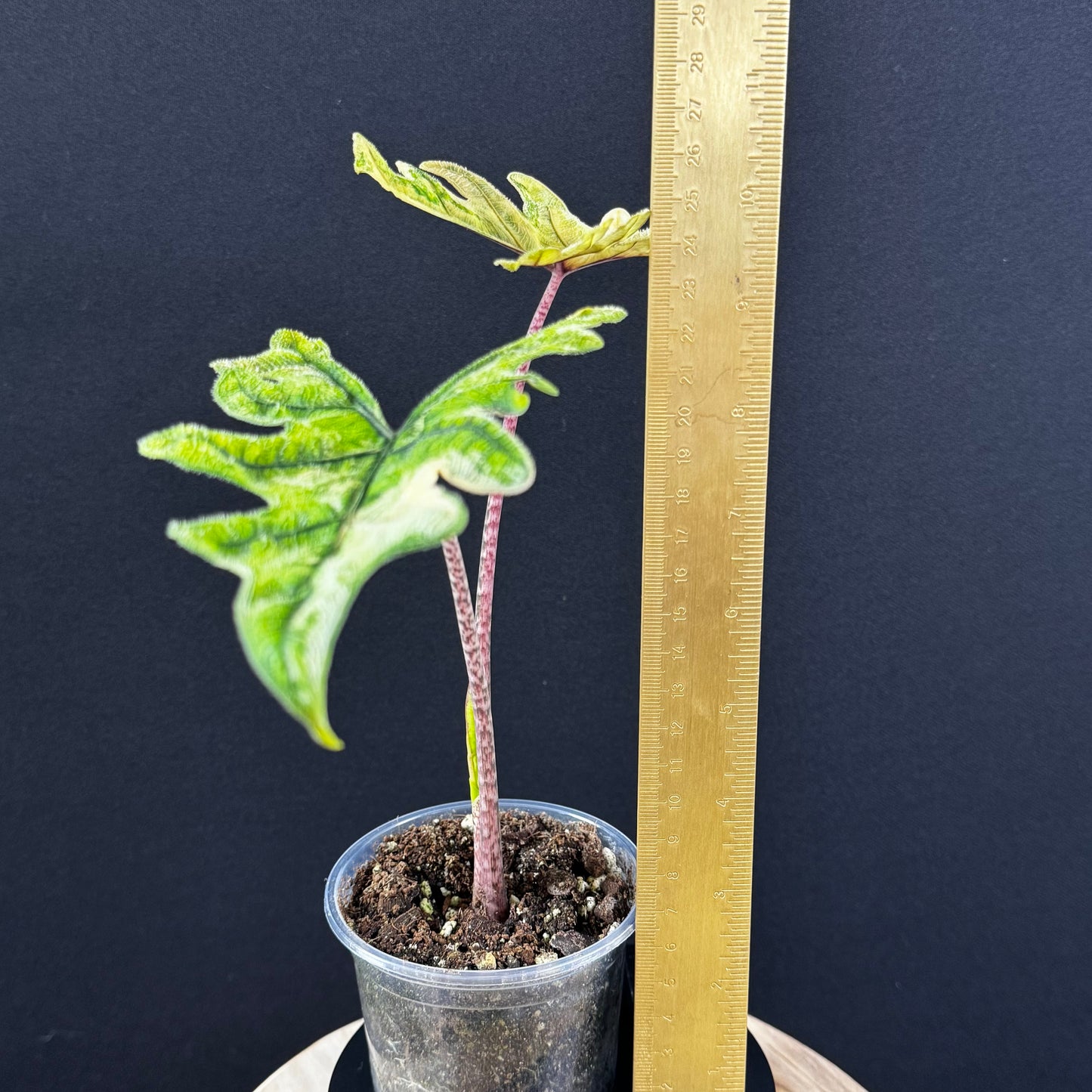 Alocasia Tandurusa (Jacklyn) Variegata