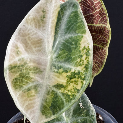 Alocasia Watsoniana Lightning Aurea