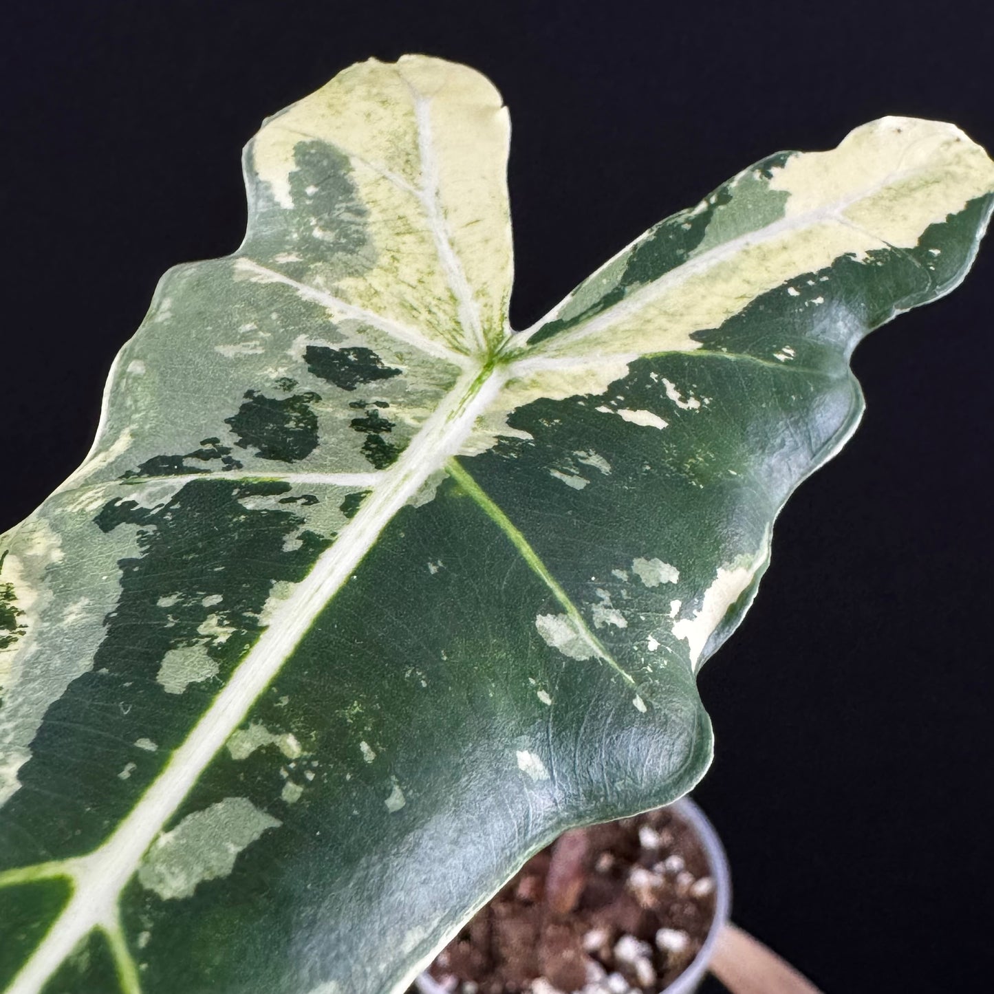 Alocasia Sarian Albo