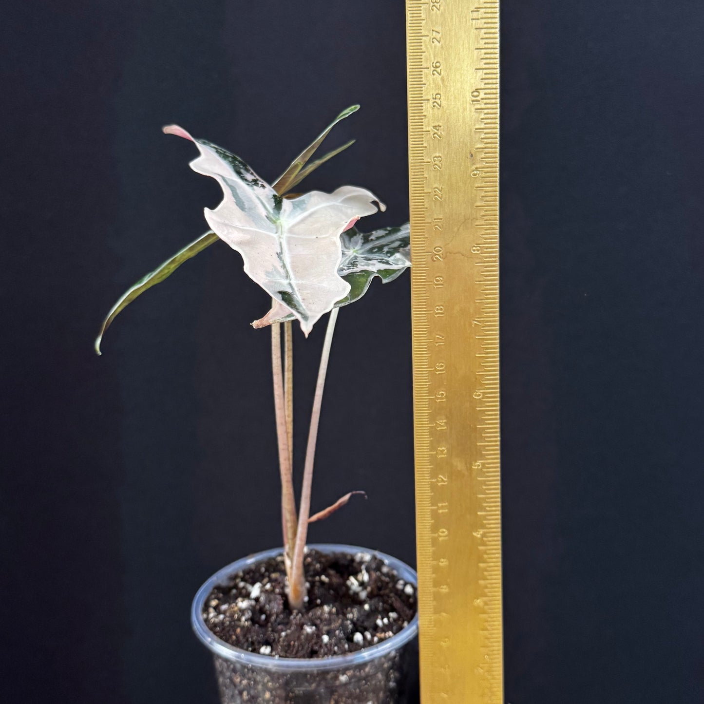 Alocasia Sanderiana ''Nobilis'' Pink