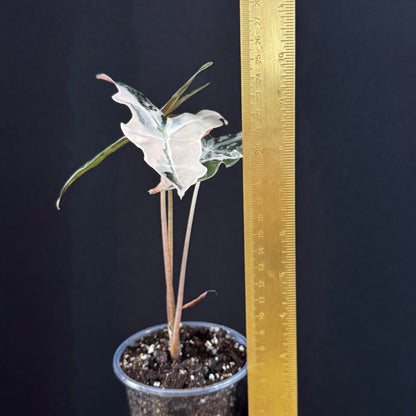 Alocasia Sanderiana ''Nobilis'' Pink