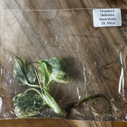 Monstera Snowstorm (Green Snow) (TC)