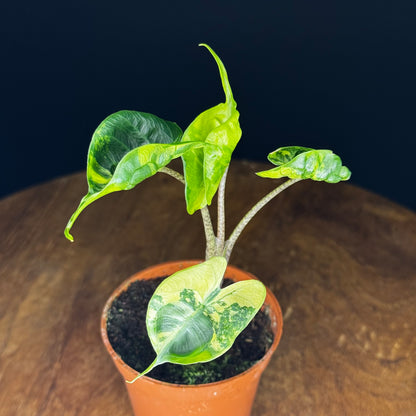 Alocasia Stingray Aurea