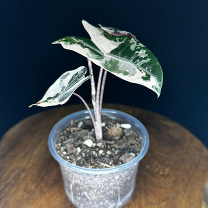 Alocasia Pseudo Sanderiana Albo/Pink