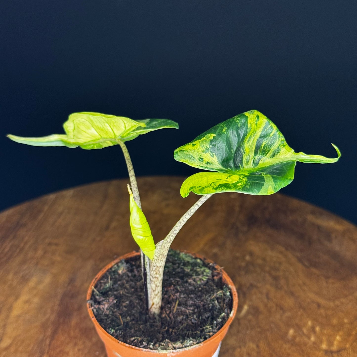 Alocasia Stingray Aurea