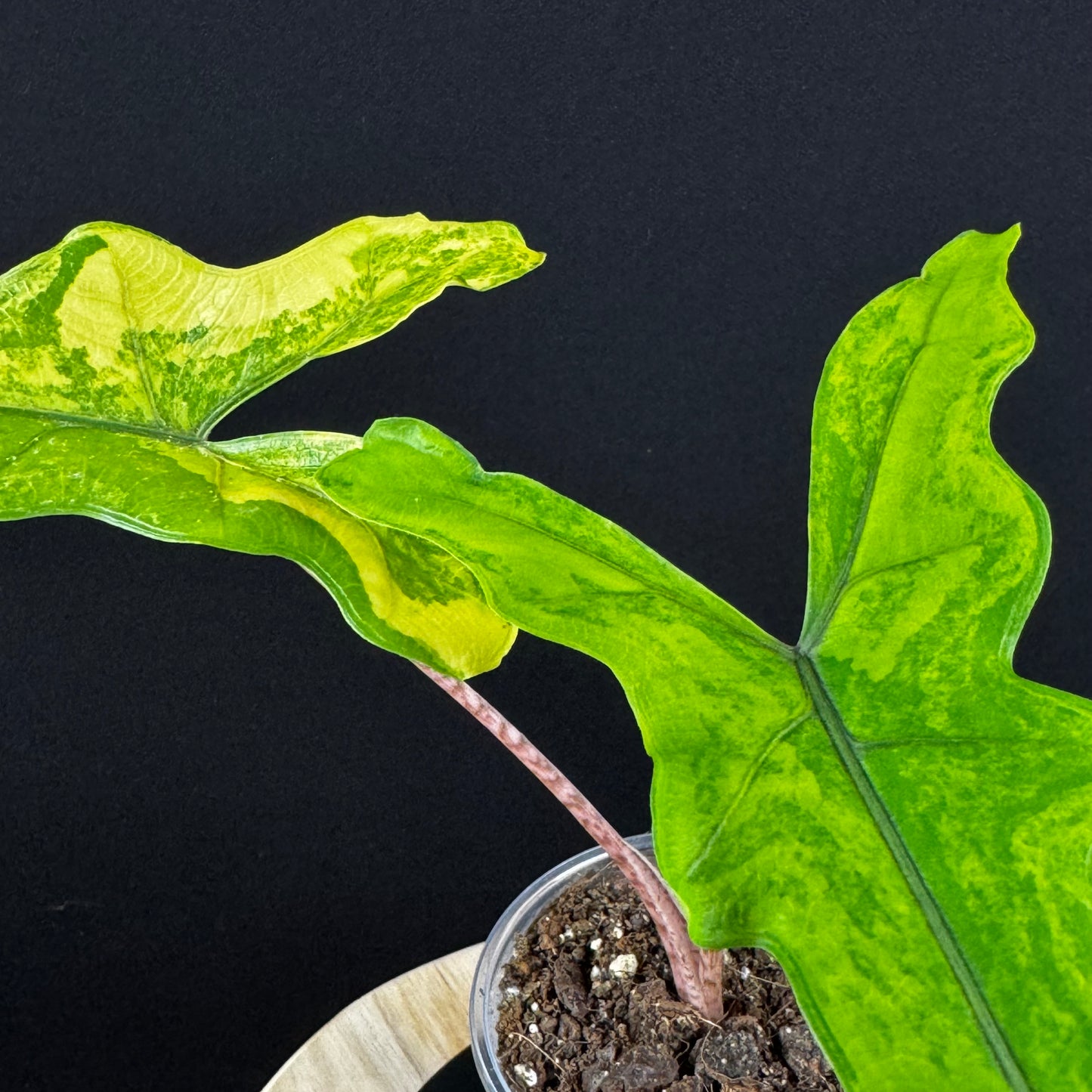 Alocasia Sabrina Aurea